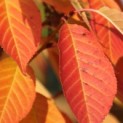 Prunus serrulata 'Kanzan' - 2