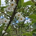 Halesia coralina - 1