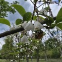 Halesia coralina - 2
