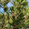 Arbutus unedo - Foto 2