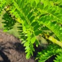 Gleditsia triacanthos 'Sunburst' - Foto 1