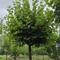 Platanus hispanica - 4