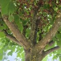 Platanus hispanica - 5