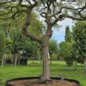 Acer palmatum 'Dissectum' - 2
