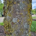 Tilia cordata - Afbeelding 5
