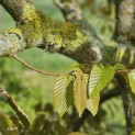 Carpinus Henryana - 1