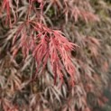 Acer palmatum 'Garnet' - Foto 2