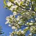 Cornus florida - 7
