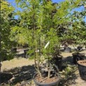 Gleditsia triacanthos ‘Sunburst' - Foto 2