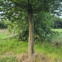Carpinus Betulus - 6