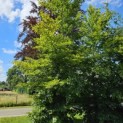 Fagus sylvatica - juli 2024