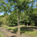 Gleditsia triacanthos ‘Inermis' - 4
