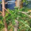 Sequoia sempervirens 'Illa Martin' - 1