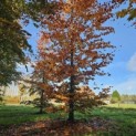 Fagus sylvatica 'Atropunicea' - 1