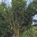 Taxus baccata - 1