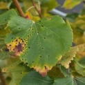 Tilia cordata 'Winter Orange' - 5