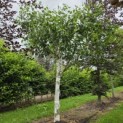 Betulus utilis Doorenbos (Jacquemontii) - 1