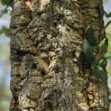 Quercus suber - 1