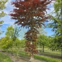 Fagus sylvatica 'Atropunicea' - 4