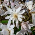 Magnolia stellata 'Rosea' - Foto 1