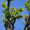 Platanus x hispanica - Foto 3