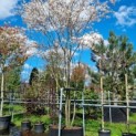 Amelanchier lamarckii - 2