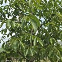 Juglans regia 'Axel' - 5