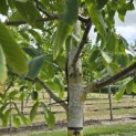 Juglans regia 'Axel' - 6