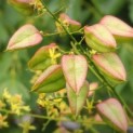 Koelreuteria paniculata - 2