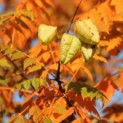Koelreuteria paniculata - 3