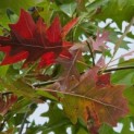 Quercus Palustris - 3