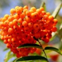 Sorbus aucuparia - 1