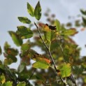Amelanchier arborea 'Robin Hill' - Foto 2