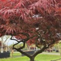 Acer palmatum 'Garnet' - 1