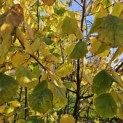 Corylus Avellana 'Aurea' - 1