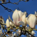 Magnolia soulangeana 'Manchu Fan' - 3