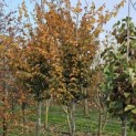 Parrotia persica 'Vanessa' - 1