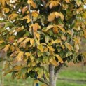Parrotia persica 'Vanessa' - november 2025