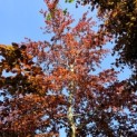 Fagus sylvatica 'Atropunicea' - Foto 1