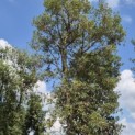 Quercus Suber - 5