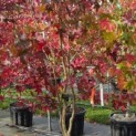Liquidambar styraciflua - 6