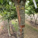 Prunus avium - Foto 3