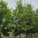 Tilia x europaea 'Euchlora' - 3