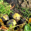 Juglans nigra, zwarte walnoot
