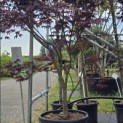 Acer palmatum 'Bloodgood' - Foto 2