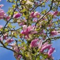 Magnolia 'Ricki' - 1