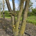 Prunus serrulata 'Kanzan' - 9