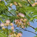 Albizia Julibrissin - 7