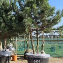 Pinus nigra 'Nigra' - 1