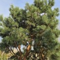 Pinus sylvestris 'Watereri' - 4
